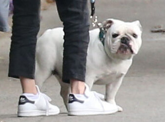 Adam Sandler walking his cute puppy Adam Sandler walking his cute puppy