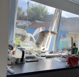 VIDEO Sous gull chef Mother left fuming after unwanted flying rat causes havoc in her KITCHEN