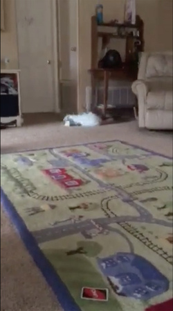 BABY RUNS INTO WALL