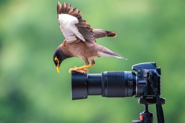 STUNNING images show a curious bird exploring a set camera poking deep in its lens. STUNNING images show a curious bird exploring a set camera poking deep in its lens.