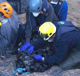 Seal with rope wrapped so tightly around her neck skin had grown over it is finally set free Seal with rope wrapped so tightly around her neck skin had grown over it is finally set free