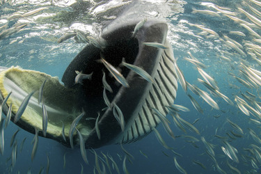 Whale Almost Swallows Diver Whale Almost Swallows Diver