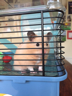 HOUDINI HAMSTER FAMILY PUT DOWN CRASH MAT FOR ESCAPOLOGIST PET WHO REPEATEDLY PLUNGES FROM CEILING