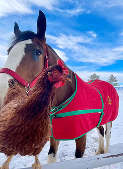 Chicken best friends with horse dog cat and even a racoon