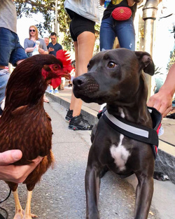 Chicken best friends with horse dog cat and even a racoon