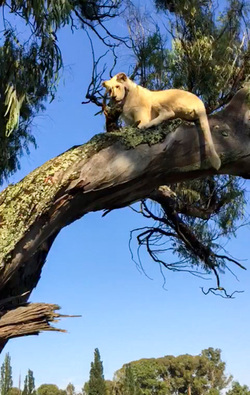 LION CUBS MONKEY AROUND