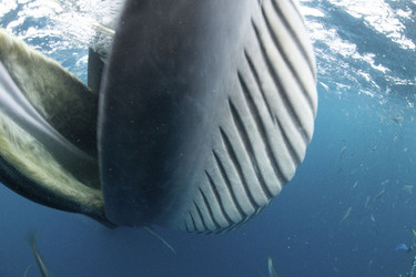 Whale Almost Swallows Diver Whale Almost Swallows Diver