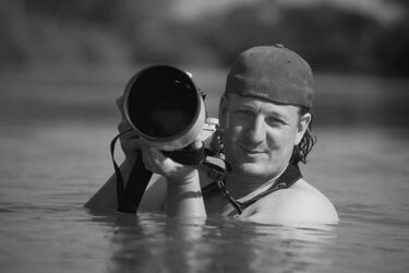 Spot the Fake Puffin Buddy