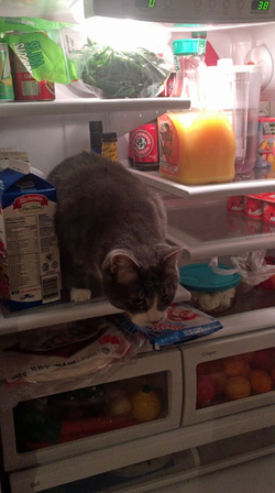 KETCHUP OR CATSUP CAT COOLS OFF BY CHILLING IN FRIDGE KETCHUP OR CATSUP CAT COOLS OFF BY CHILLING IN FRIDGE