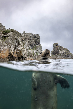 SEAL LARIOUS CAPTURE Grey Seal Caught Yawning Up A Storm SEAL LARIOUS CAPTURE Grey Seal Caught Yawning Up A Storm