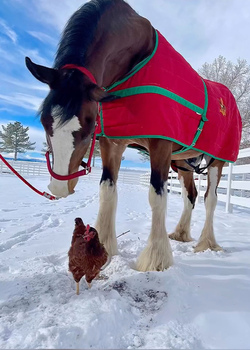 Chicken best friends with horse dog cat and even a racoon