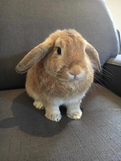 BALD BUNNY THAT WAS DESTINED FOR DEATH SHOOTS TO SOCIAL MEDIA STARDOM AFTER GETTING A SECOND LEASE ON LIFE