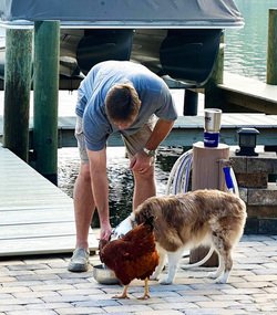 Chicken best friends with horse dog cat and even a racoon
