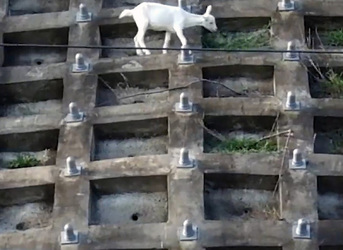 Escaped Goat Makes Home On Concrete Railway Bank