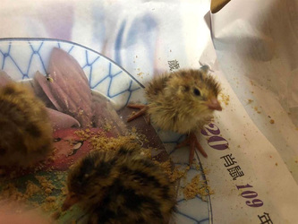 Box Of Quail Eggs Suddenly Hatch Into Chicks Overnight