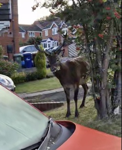 Mum taking bins out shocked to find huge red DEER on front lawn