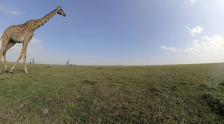 GIRAFFES CHECK OUT 360 VIDEO CAMERA