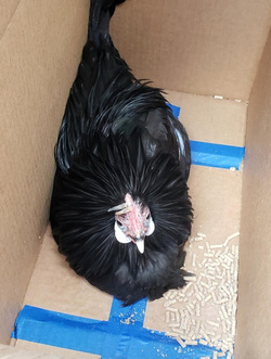 WHAT AN EGGCITING LIFE RESCUE CHICKENS SAVED FROM DEATH BY ANIMAL LOVER NOW LIVE LIKE PAMPERED PET DOGS IN LUXURY FARMHOUSE