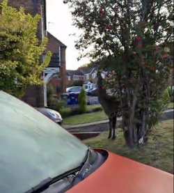 Mum taking bins out shocked to find huge red DEER on front lawn