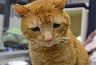 STRAY CAT WITH WORLD S SADDEST FACE FINALLY FINDS HIS PURR FECT HOME....AND EVEN MANAGES TO RAISE A TINY SMILE