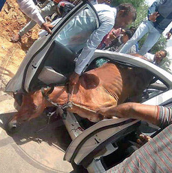 HORSE CRASHES INTO MOVING CAR IN INDIA