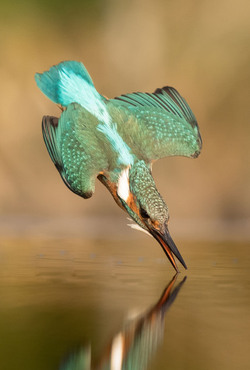 MPM_FLAWLESS_KINGFISHER_DIVE_01