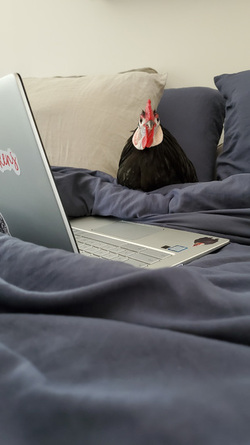 WHAT AN EGGCITING LIFE RESCUE CHICKENS SAVED FROM DEATH BY ANIMAL LOVER NOW LIVE LIKE PAMPERED PET DOGS IN LUXURY FARMHOUSE