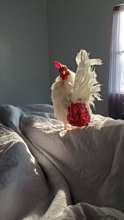 WHAT AN EGGCITING LIFE RESCUE CHICKENS SAVED FROM DEATH BY ANIMAL LOVER NOW LIVE LIKE PAMPERED PET DOGS IN LUXURY FARMHOUSE
