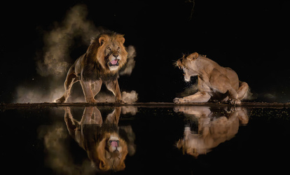 LIONS HAVE A ROARING AFFAIR AT THE WATERING HOLE LIONS HAVE A ROARING AFFAIR AT THE WATERING HOLE