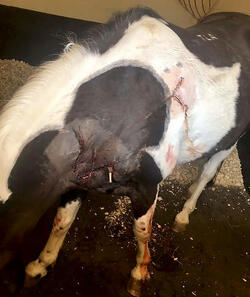 A horse has been left permanently disfigured after sick yobs restrained stabbed and attacked him with knives and hammers in broad daylight A horse has been left permanently disfigured after sick yobs restrained stabbed and attacked him with knives and hammers in broad daylight