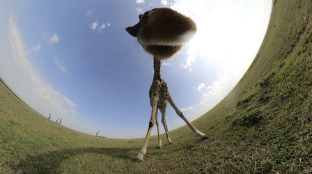GIRAFFES CHECK OUT 360 VIDEO CAMERA