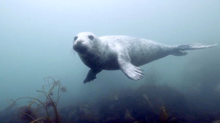 SEAL LARIOUS CAPTURE Grey Seal Caught Yawning Up A Storm SEAL LARIOUS CAPTURE Grey Seal Caught Yawning Up A Storm