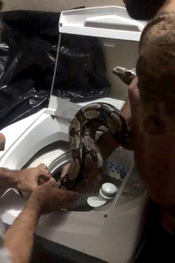 SLITHERING CYCLES 7FT SNAKE FOUND HIDING IN WASHING MACHINE