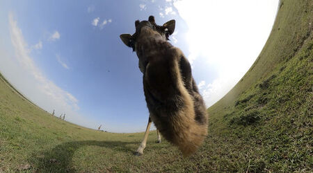 GIRAFFES CHECK OUT 360 VIDEO CAMERA