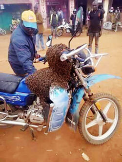 Bees swarm parked motorbike in Kenya