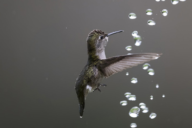 STUNNING HUMMINGBIRD PIERCES WATER DROPLET WITH ITS BEAK