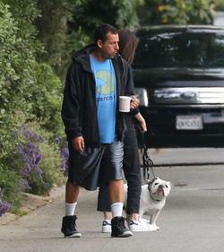 Adam Sandler walking his cute puppy Adam Sandler walking his cute puppy