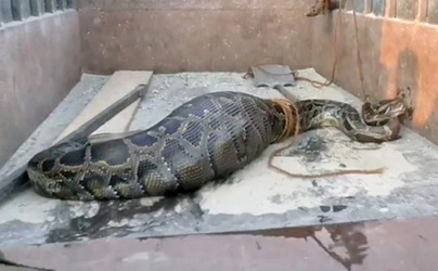 PYTHON EATS GOAT