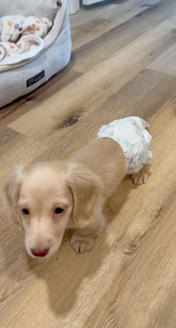 Diaper Wearing Dog