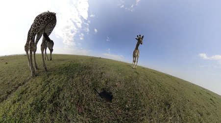 GIRAFFES CHECK OUT 360 VIDEO CAMERA