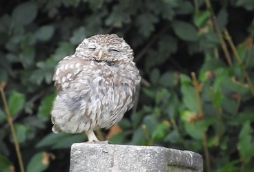 TINY YAWNING OWL