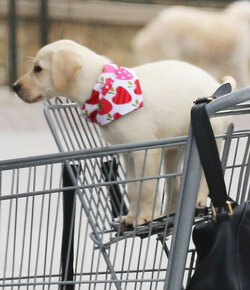 Caitlyn Gets Cute Cuddly Companion