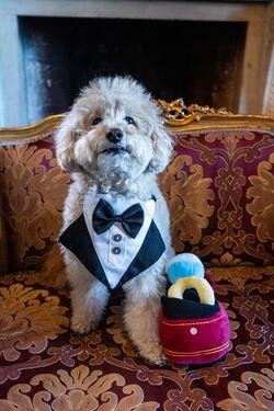 VIDEO Dogs tie the knot in plush wedding ceremony