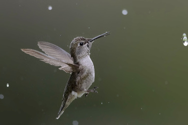 STUNNING HUMMINGBIRD PIERCES WATER DROPLET WITH ITS BEAK