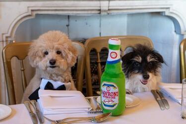 VIDEO Dogs tie the knot in plush wedding ceremony