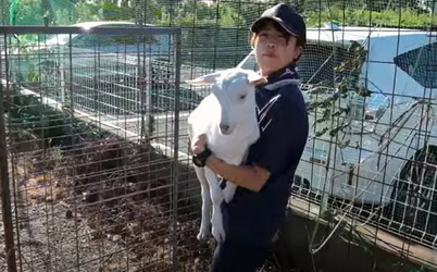 Escaped Goat Makes Home On Concrete Railway Bank