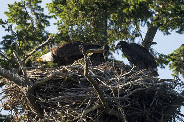 Eagle Family Adopt Hawk Chick
