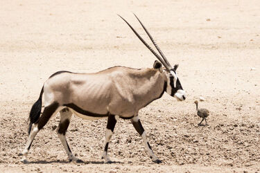 Baby Ostrich survivor