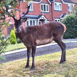 Mum taking bins out shocked to find huge red DEER on front lawn