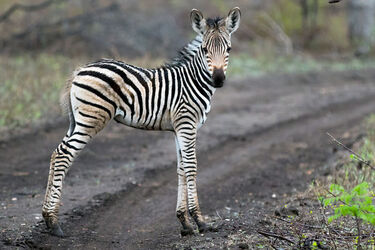 Jumping for Joy Zebra